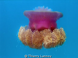 Massive jellyfish in the atolls of Polynesia by Thierry Lannoy 